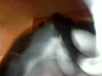 Amateur zoophilia dog sex with kinky lady